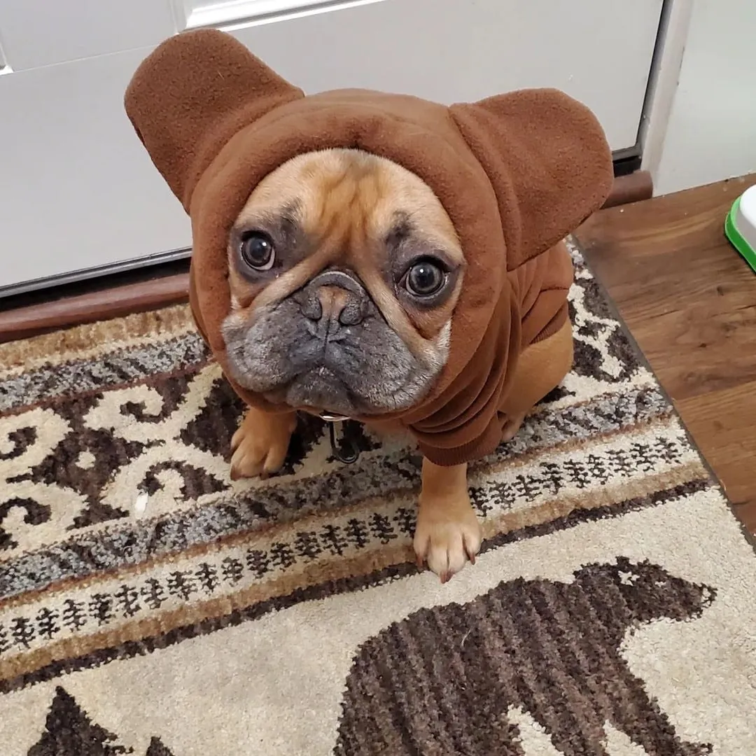 Frenchiestore Organic Dog Frenchie Ear Hoodie | Teddy Bear