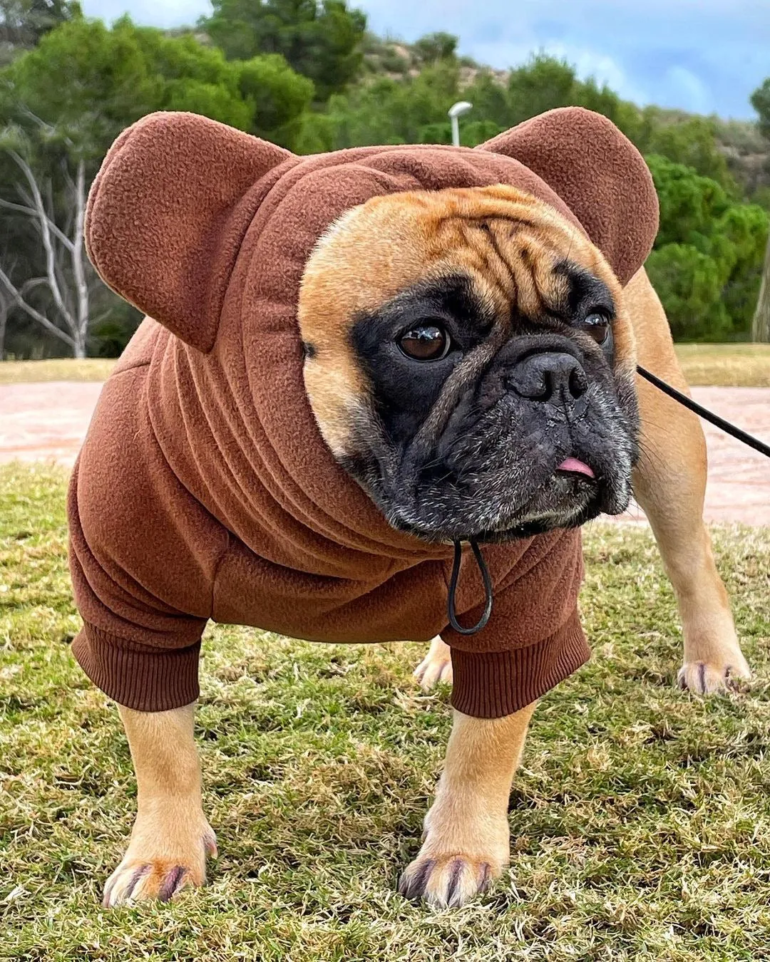 Frenchiestore Organic Dog Frenchie Ear Hoodie | Teddy Bear