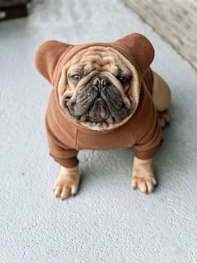 Frenchiestore Organic Dog Frenchie Ear Hoodie | Teddy Bear