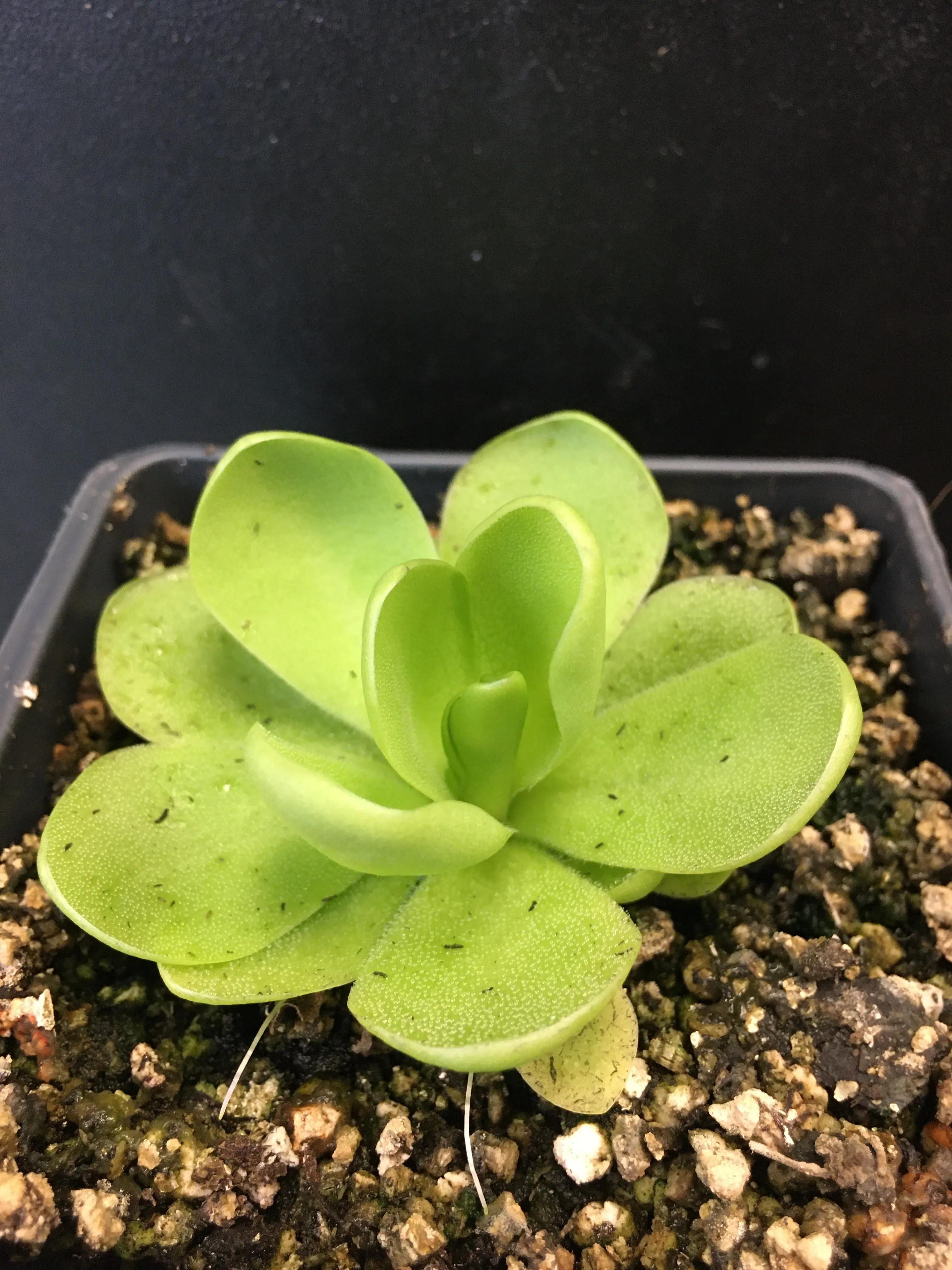 Mexican Butterwort