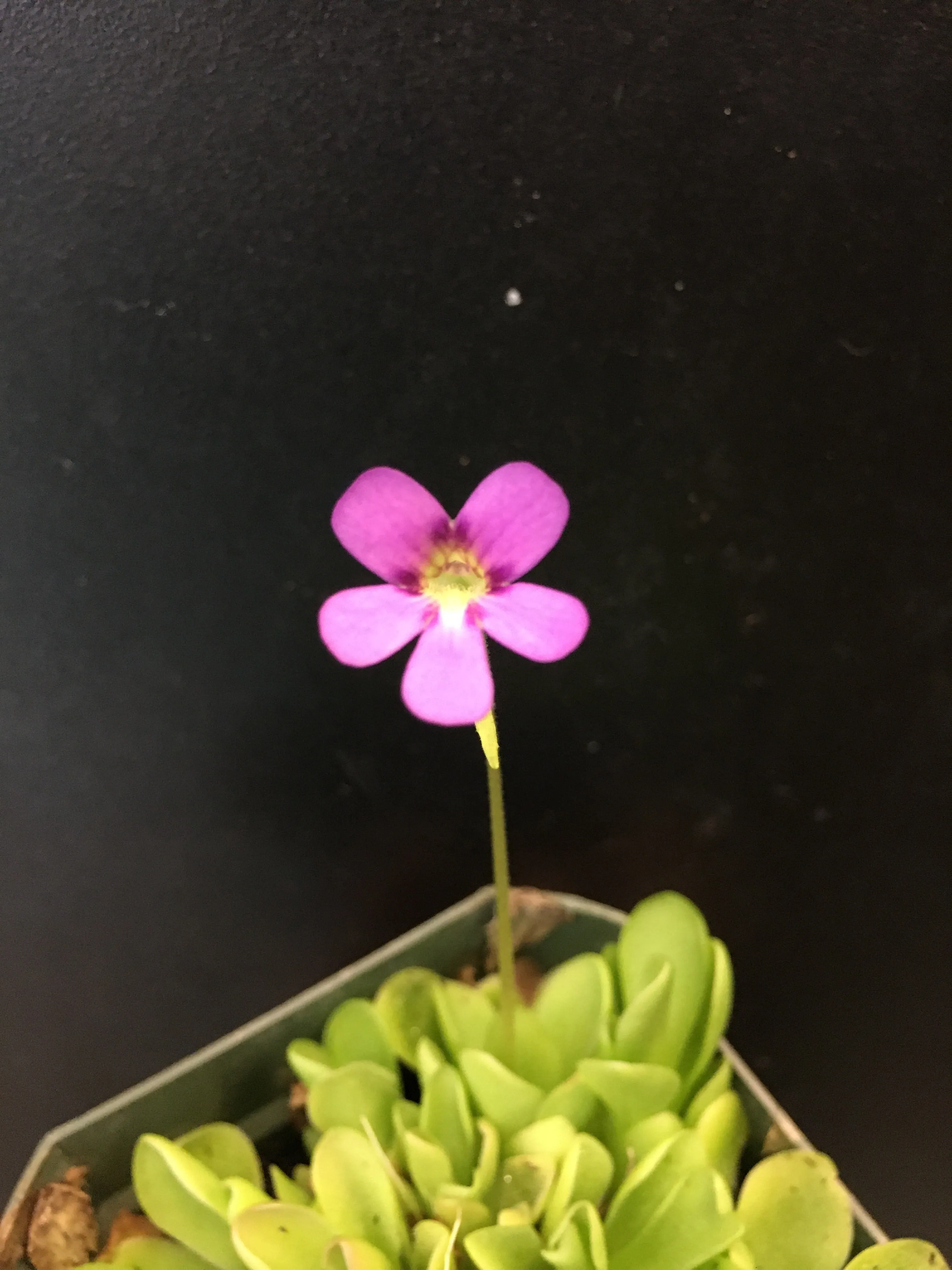 Mexican Butterwort